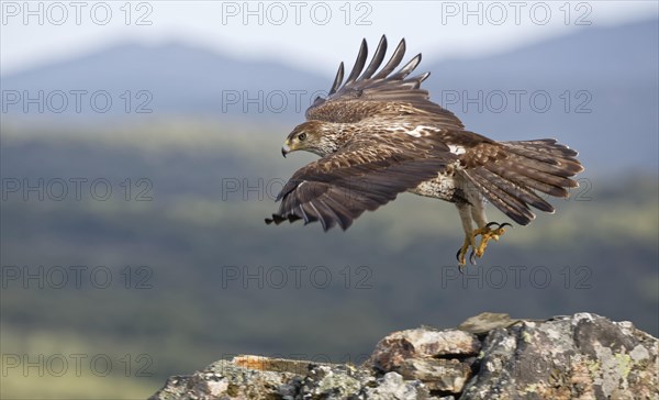 Bonelli's eagle