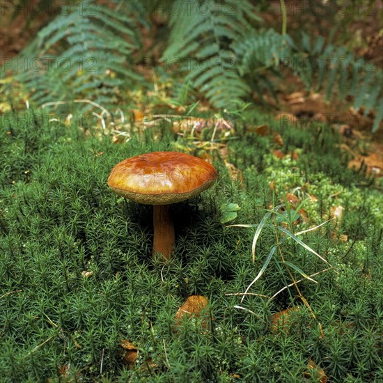 Bay bolete