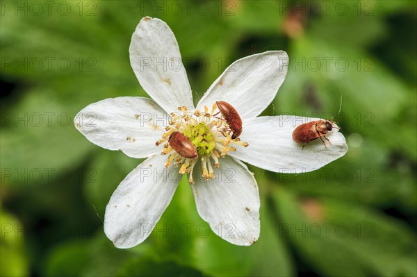 Pollen beetle