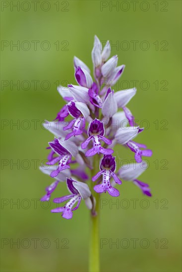 Military orchid