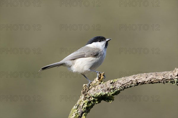 Willow Tit