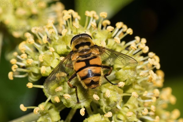 Death's-head hoverfly