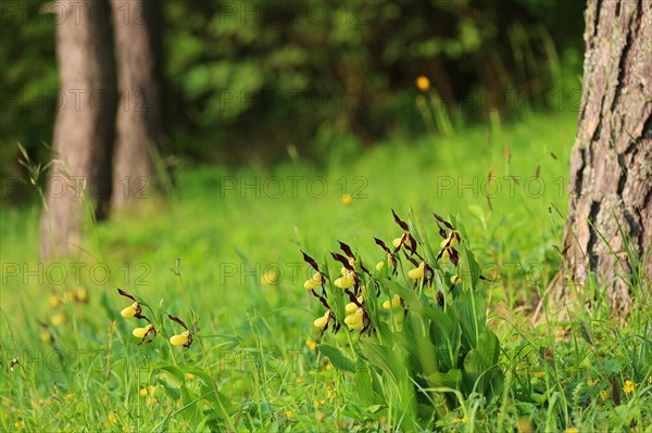 Yellow lady's slipper orchid