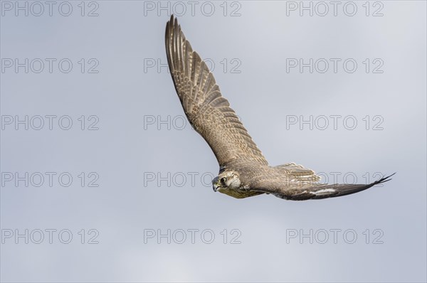 Saker falcon