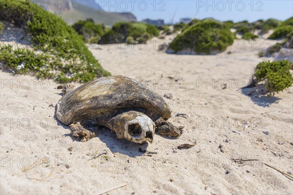 Loggerhead sea turtle