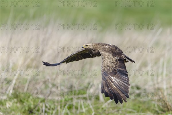 Female Lesser spotted eagle