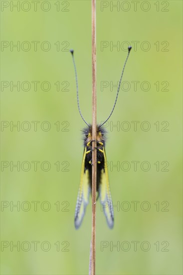 Dragonfly butterfly