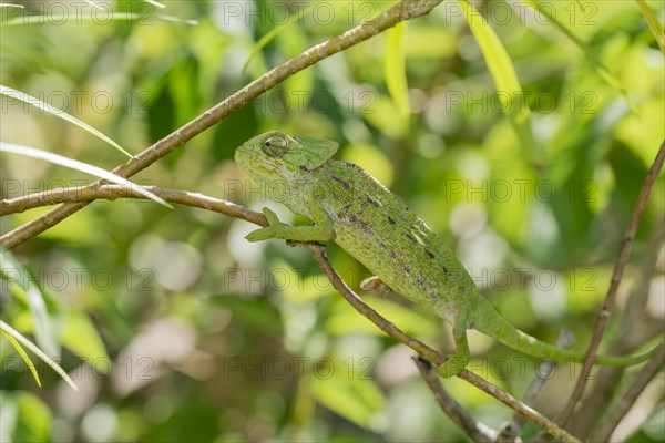 Mediterranean chameleon