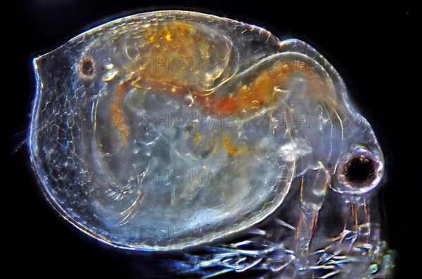 Water flea approx. 200x magnified in darkfield