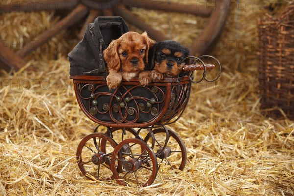 Cavalier King Charles Spaniel