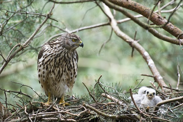 Northern goshawk