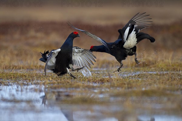 Black grouse