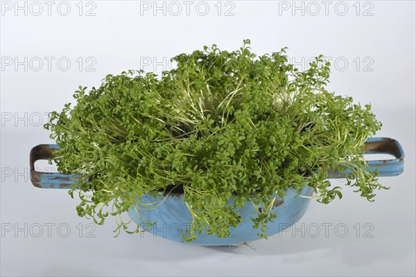 Garden cress