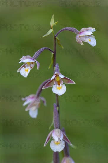 Marsh hellebore