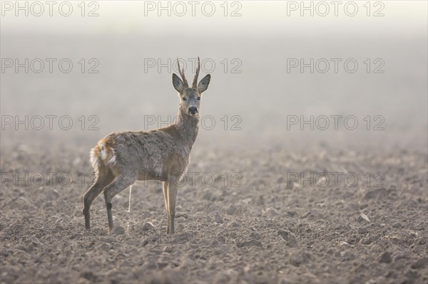 European roe deerbock