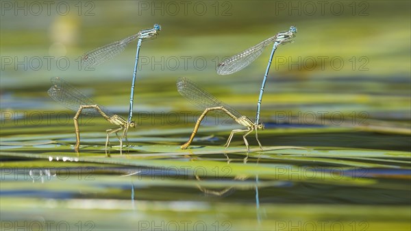 White-legged damselflies