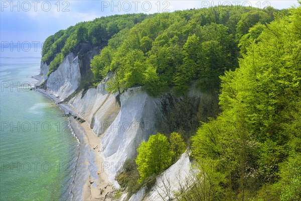 Beech forest