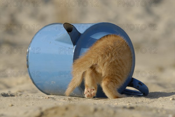 Red tabby kitten hiding in old blue enamel watering can