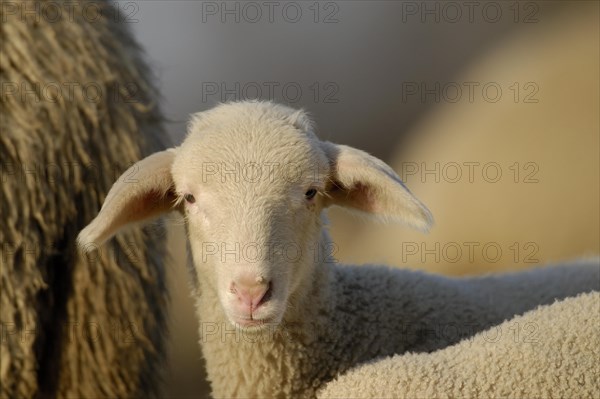 Domestic sheep