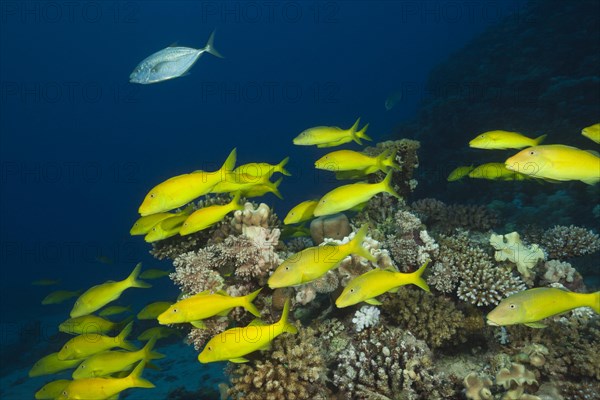 Shoal of Goldspotted Goatfish