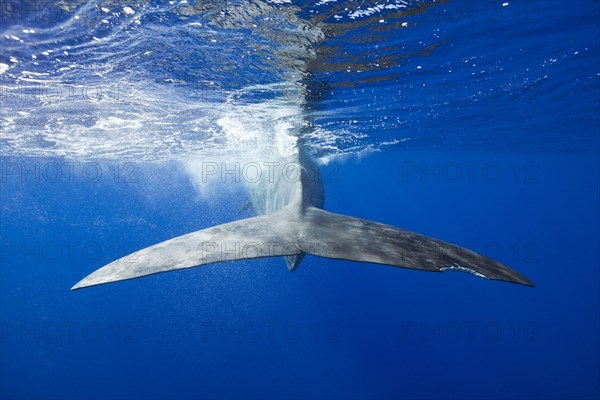 Sperm whale