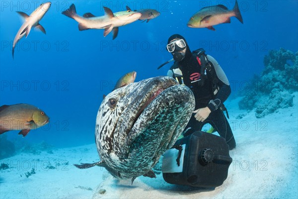 Feeding potato grouper