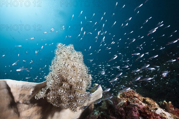 Red-spotted cardinalfishes circling feather star