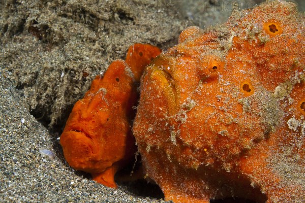 Pair of orange round-spotted frogfishes