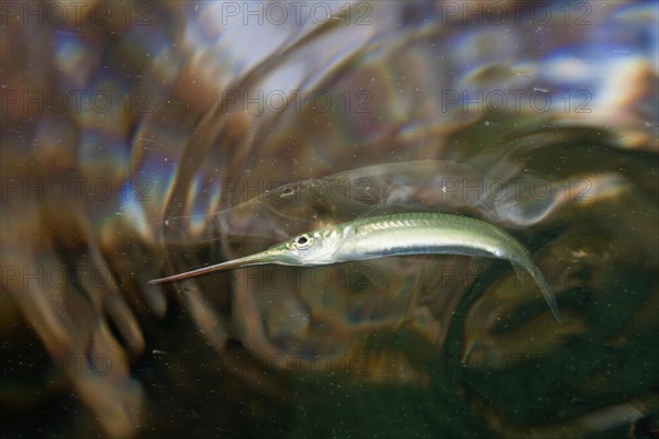 Darker half-billed pike