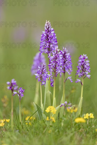 Military orchid