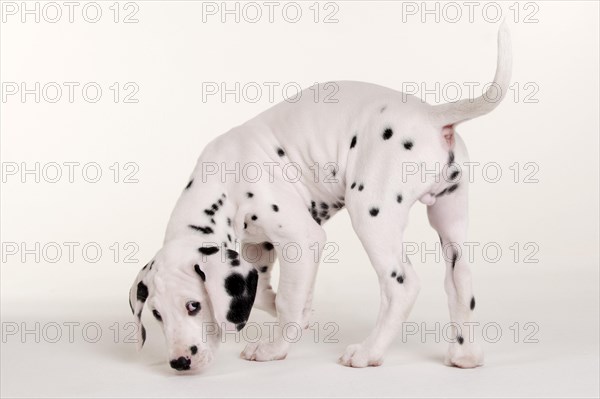 Dalmatian