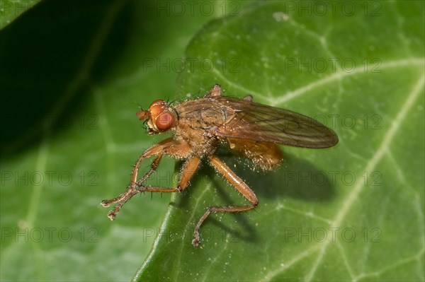 Dung fly