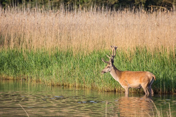 Red deer