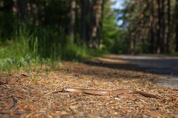 Slow worm