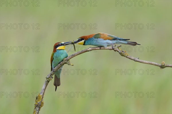 European bee-eaters