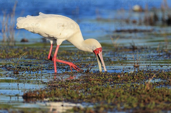 African spoonbill