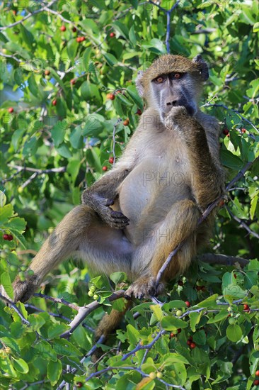 Chacma baboon