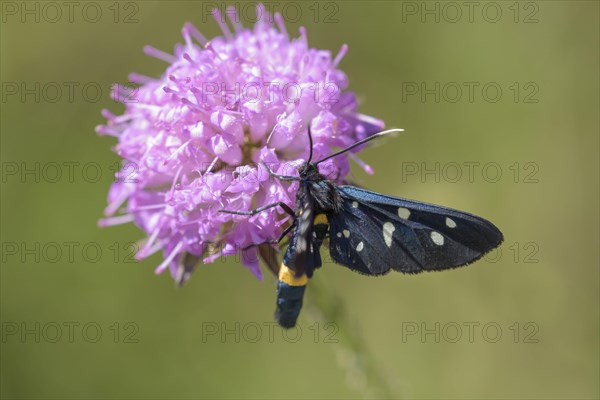 Nine-spotted moth