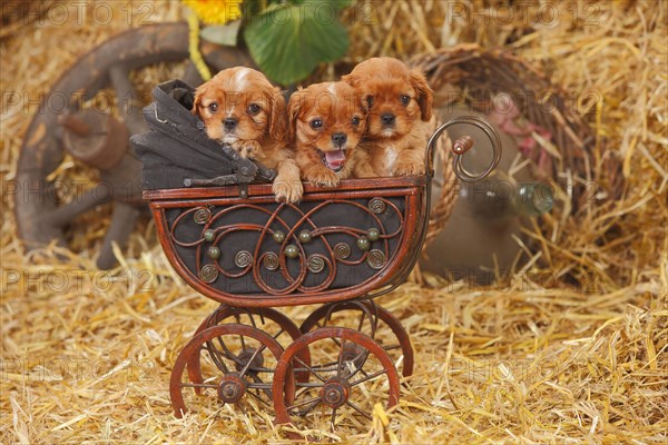 Cavalier King Charles Spaniel