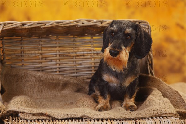 Dwarf grey hair dachshund