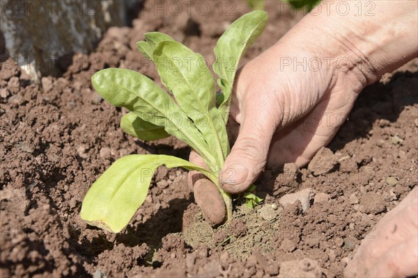 Placement of common marigold