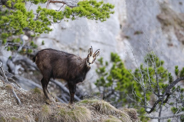 Chamois