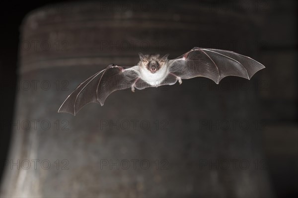 Greater mouse-eared bat