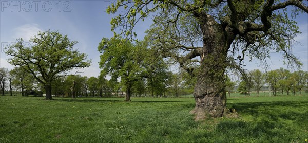 Old English oaks