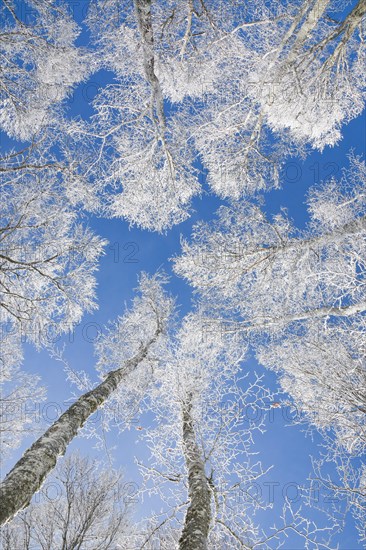 Tree tops of deep snow covered beech forest against blue sky in Neuchatel Jura