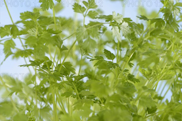 Garden chervil