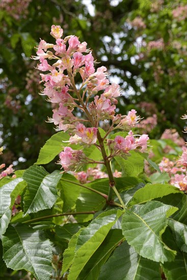 Red chestnut