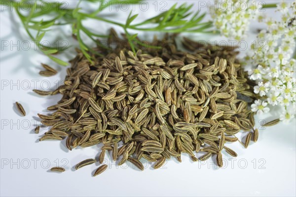 Caraway