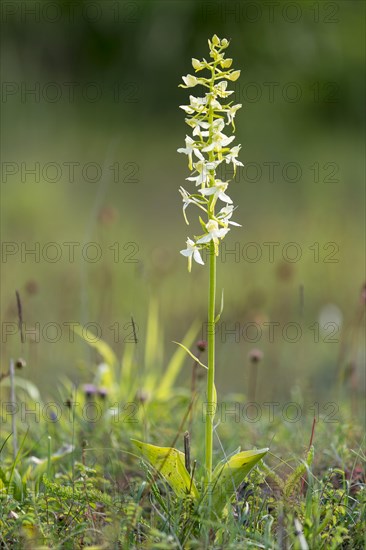 Lesser butterfly-orchid