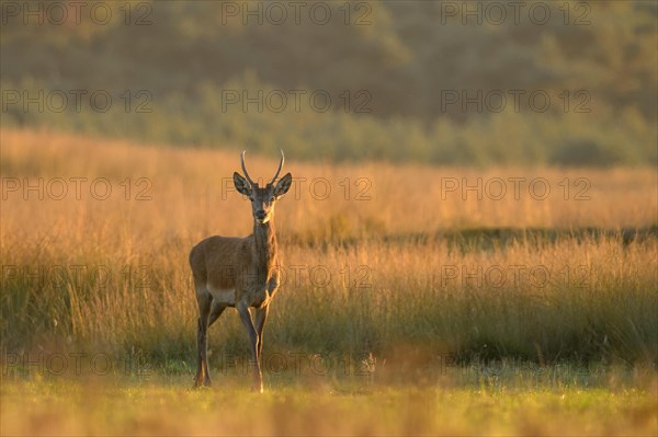 Red deer